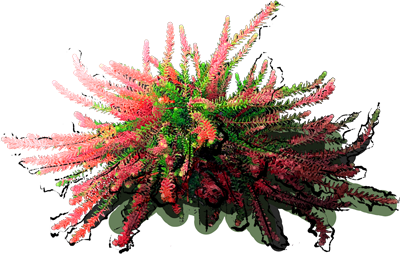 Crowberry 'Bernstein'